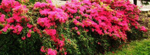 Rhododendron i blomst