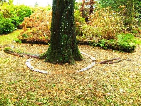 Metasequoia med fritlagte rødder