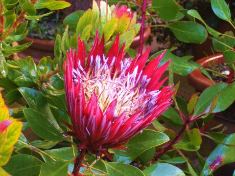 Protea