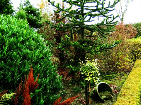 Araucaria i Peters Planteskoles have