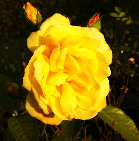 Rosa 'Korresia Friesia' Rosa 'Korresia Friesia'