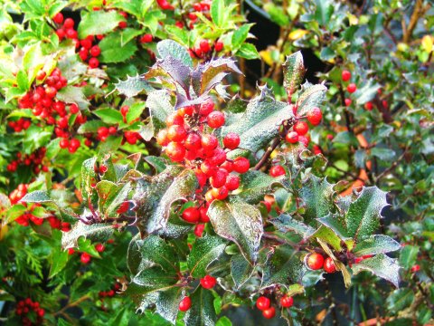 Ilex aquifolium med bær