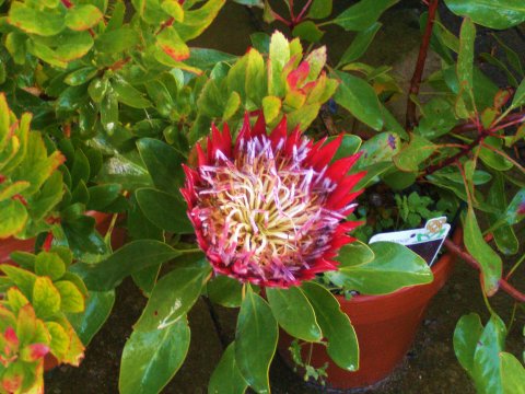 Protea