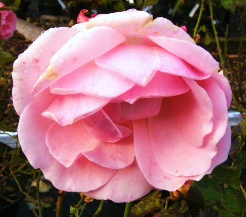 Rosa 'Charles Darby'