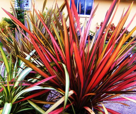 Phormium