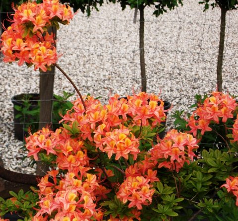 Orange Azalea i blomst