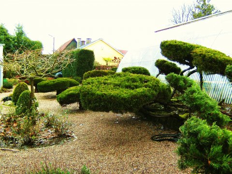 Juniperus formklippet