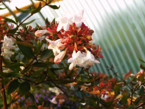 Abelia i blomst